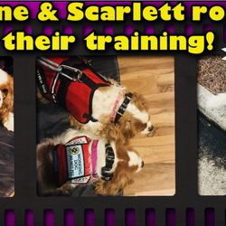 off leash dog academy