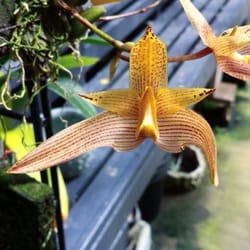 Kawamoto Orchid Nursery 282 Photos 44 Reviews Nurseries Photo Of Kawamoto Orchid Nursery Honolulu Hi United States Bulbophyllum Stars