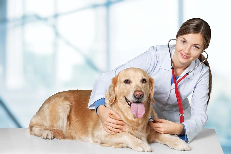 Pet Vet in Avondale Estates GA