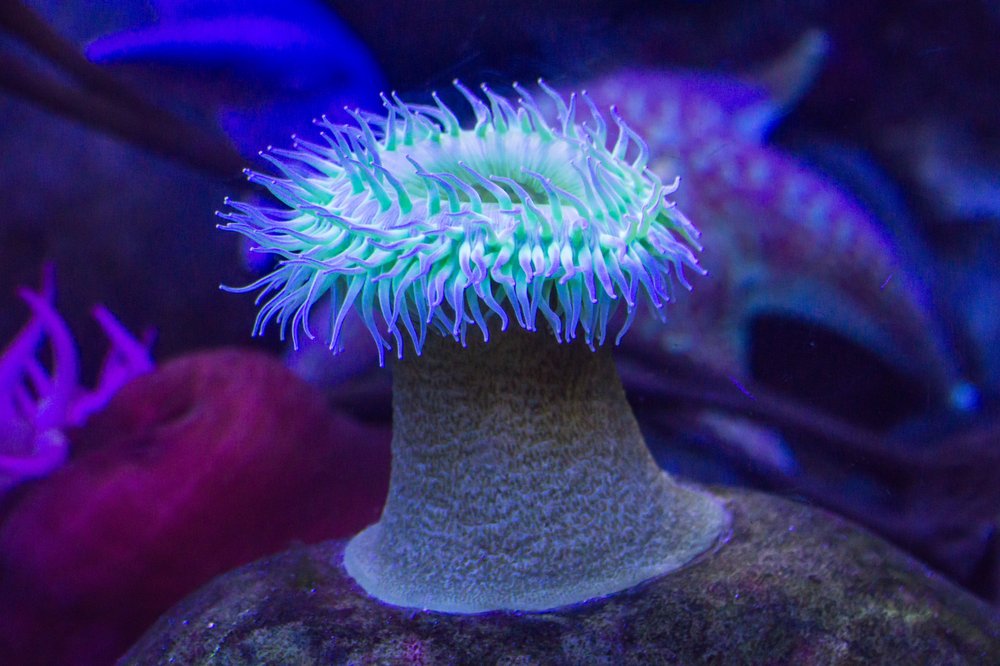 The Dallas World Aquarium 1357 Photos & 668 Reviews Aquariums