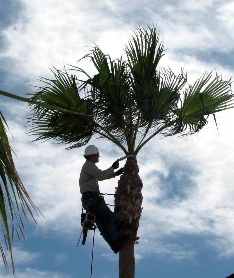 Tree Service Boca Raton