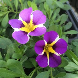 Hartman S Towne Country Greenhouse 20 Photos Florists 2021 Photo Of Hartman S Towne Country Greenhouse Manitowoc Wi United States Calibrachoa