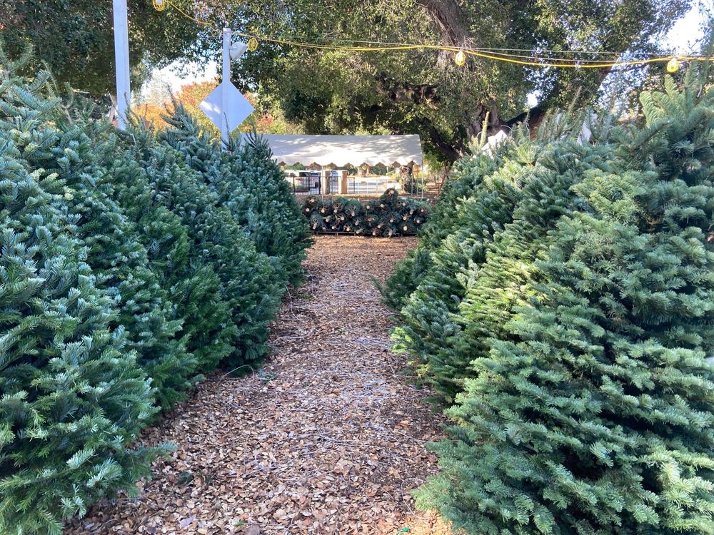 Nativity School Christmas Tree Lot