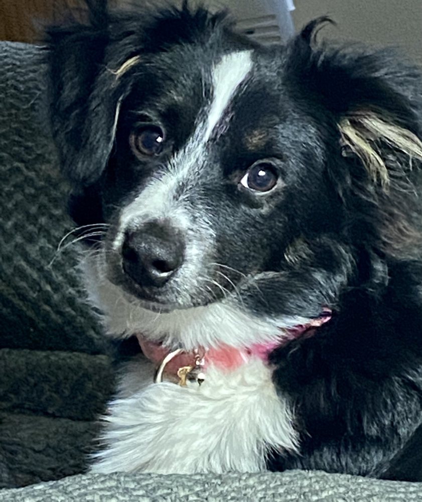 image of business Laser Air Conditioning Heating & Refrigeration