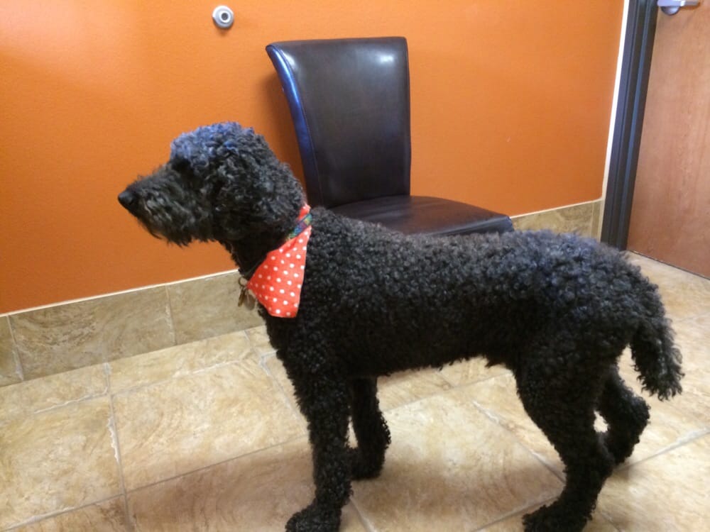 North Dallas Veterinary Hospital 29 Reviews Veterinarians 3452