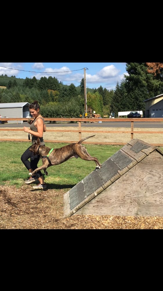 How To Start An Off Leash Dog Park How To Start An Off Leash Dog Park