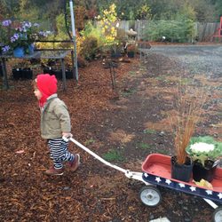 Blue Moon Garden and Nursery - 14 Photos - Nurseries & Gardening - 1732