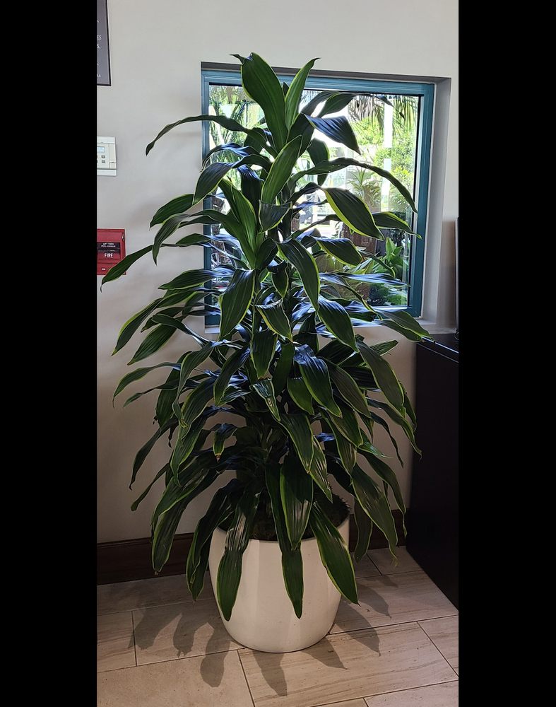 image of business Guzmania Plantscapes