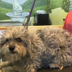 dog grooming phoenix dog grooming phoenix