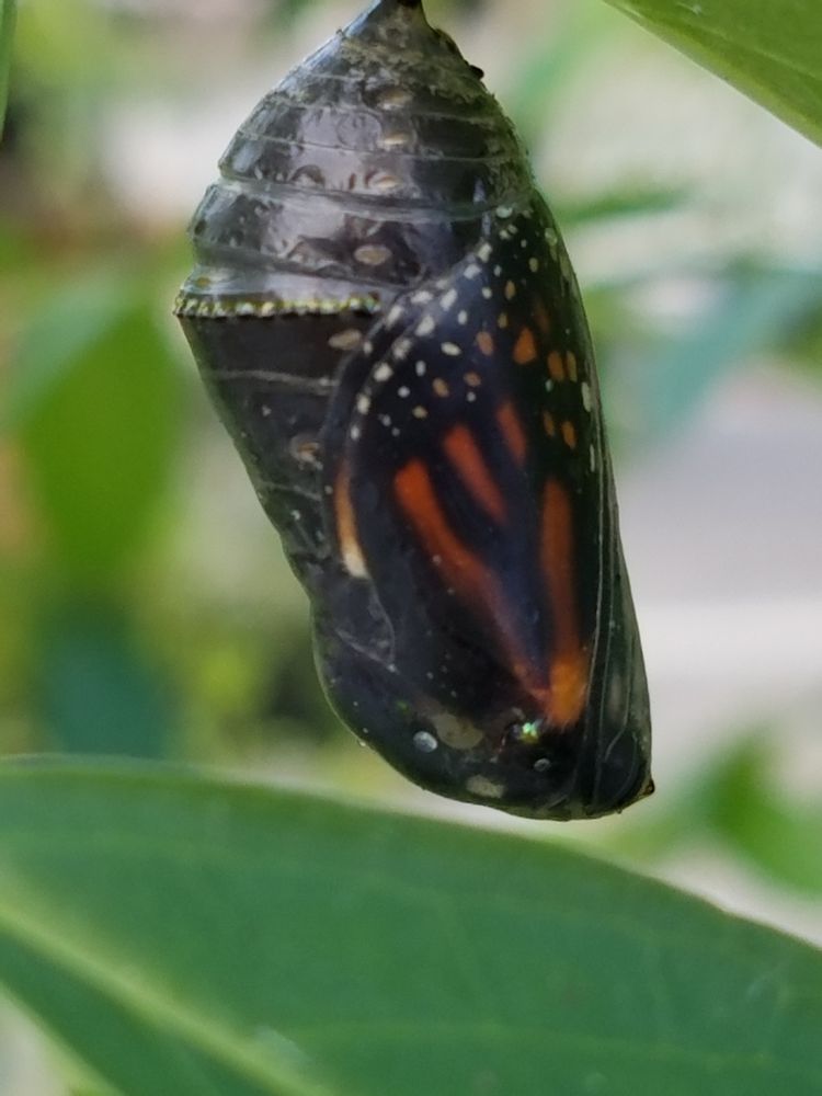 Native Butterfly Flowers