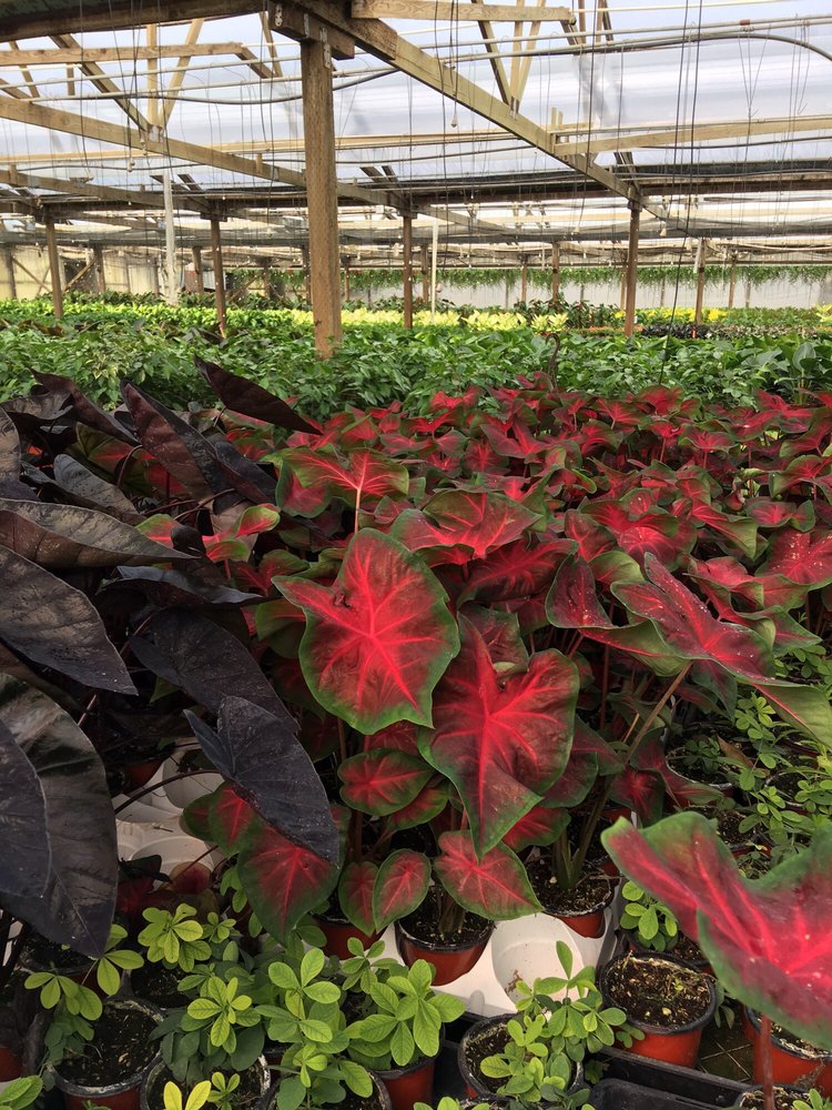 Park Greenhouse 22 Photos Nurseries & Gardening 12813 W Ripon Rd