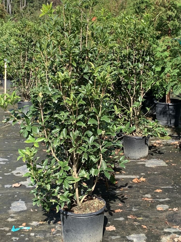 Coastal Landscaping and Materials