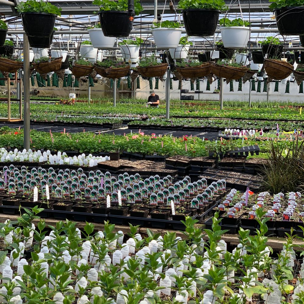Eckert S Greenhouse Perennials 38 Photos Nurseries Gardening Eckert S Greenhouse