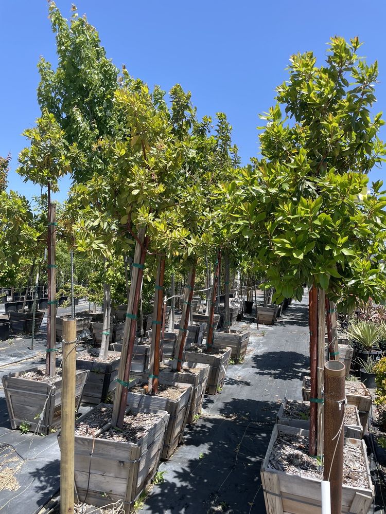 Sonoma Valley Wholesale Nursery