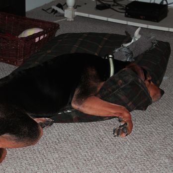 Where Is The Cheapest Place To Get A Dog Neutered Where Is The Cheapest Place To Get A Dog Neutered