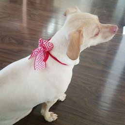 Mobile Dog Grooming Norco Ca Mobile Dog Grooming Norco Ca