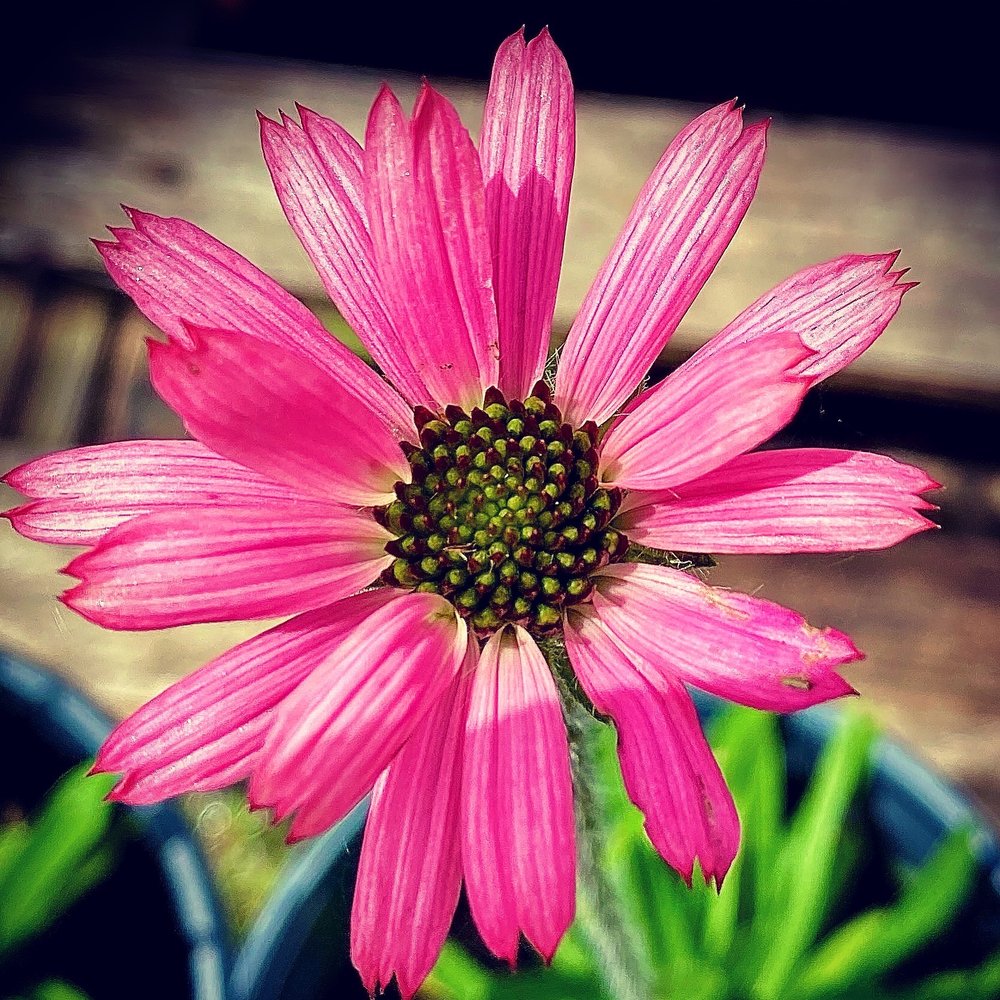 Lone Star Nursery