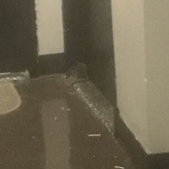 Lefrak City 114 Photos 85 Reviews Apartments 59 17 Junction Photo Of Lefrak City Corona Ny United States Huge Rat In Front