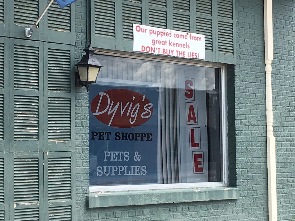 dyvigs pet shoppe 10 reviews pet stores 412 burnett dyvigs pet shoppe 10 reviews pet stores 412 burnett