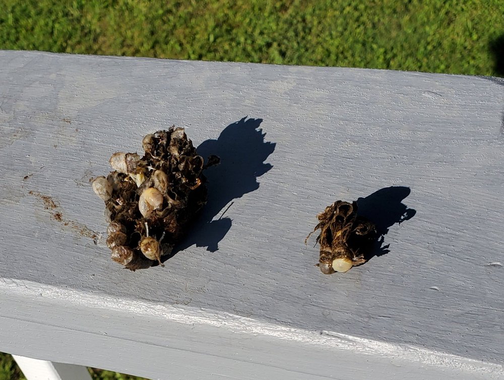 Bulwark Exterminating