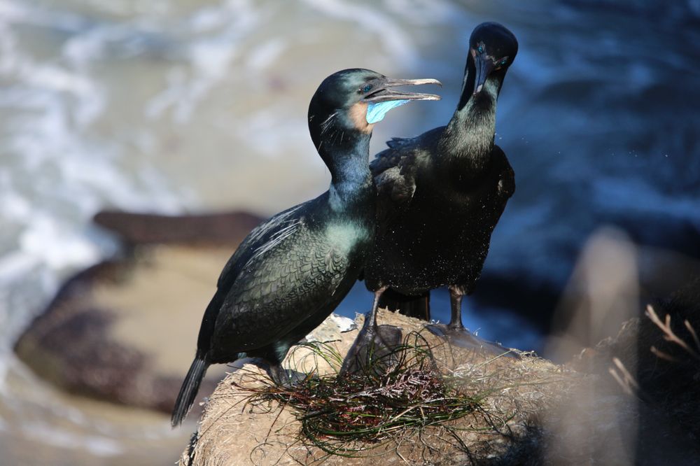 La Jolla Cove