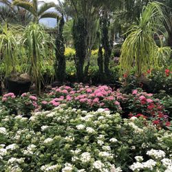 Treemart Nurseries Gardening 12505 N Nebraska Ave Usf Tampa Treemart Nurseries Gardening 12505 N Nebraska Ave Usf Tampa Fl Phone Number Yelp