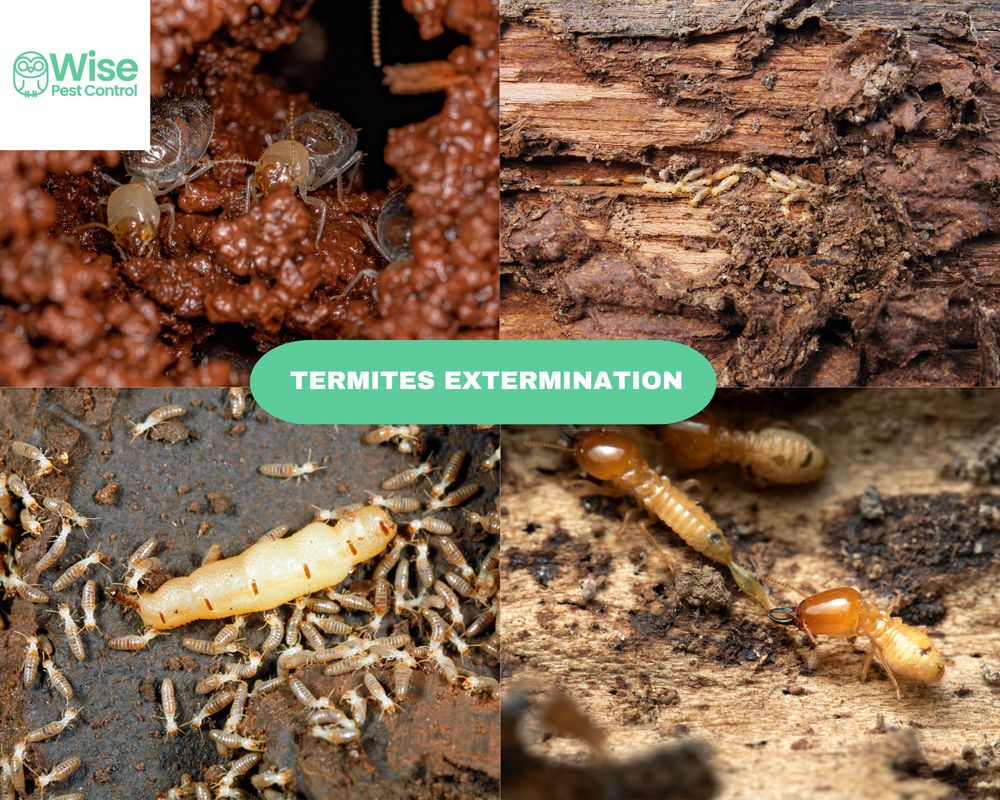 Wise Pest Control