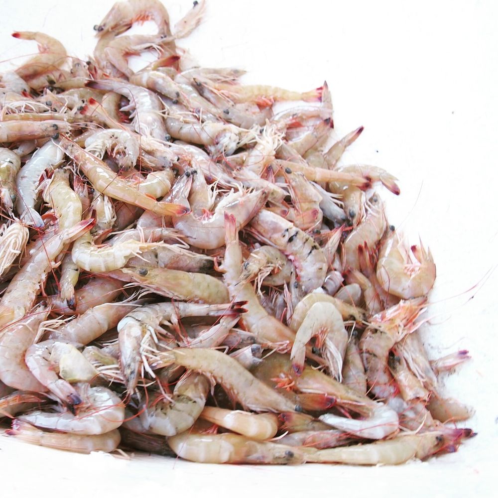 Wild Ocean Seafood Mkt Order Food Online 97 Photos & 81 Reviews