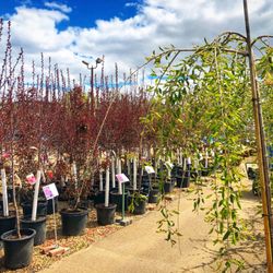 The Bruce Company 44 Photos 17 Reviews Nurseries Gardening Photo Of The Bruce Company Middleton Wi United States S