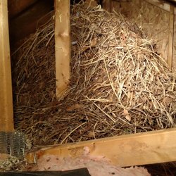 pest control lansing mi pest solutions photo of drivin me batty lansing mi united states attic birds 11 photos pest control 503 mall ct lansing pest control lansing mi pest solutions photo of drivin me batty lansing mi united states attic birds 11 photos pest control 503 mall ct lansing