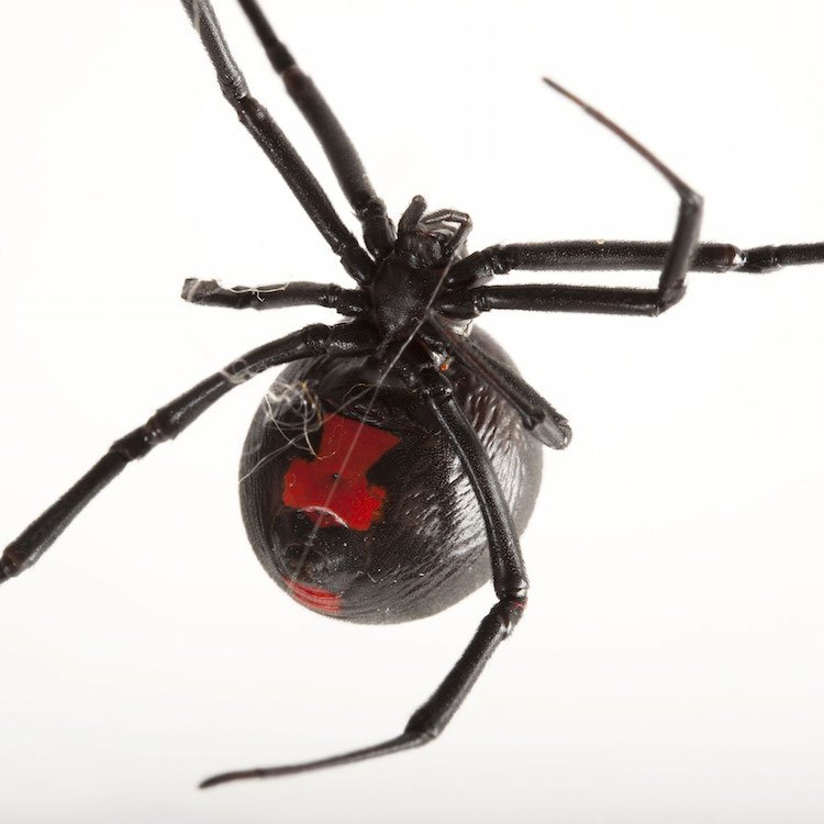 Triumph Pest Control