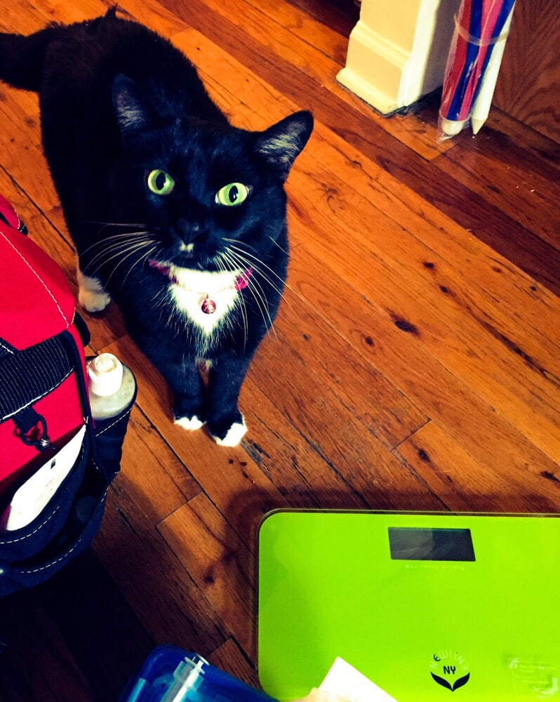 The Vet Set 52 Photos & 42 Reviews Veterinarians 577 Henry St