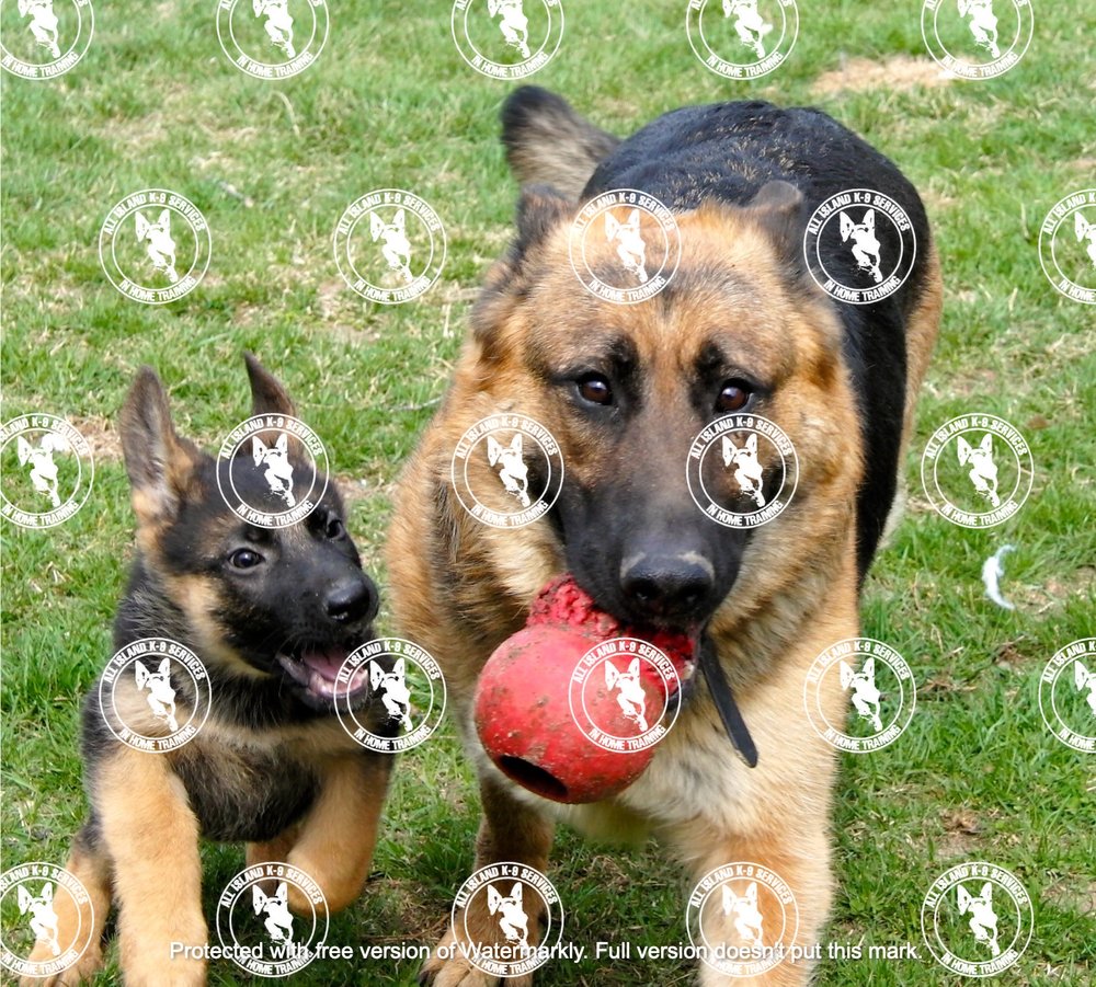 All Island German Shepherd K-9 Services