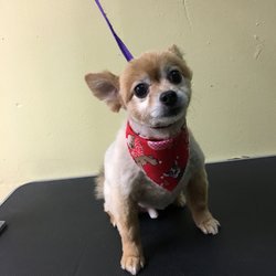 dog groomer in the bronx dog groomer in the bronx