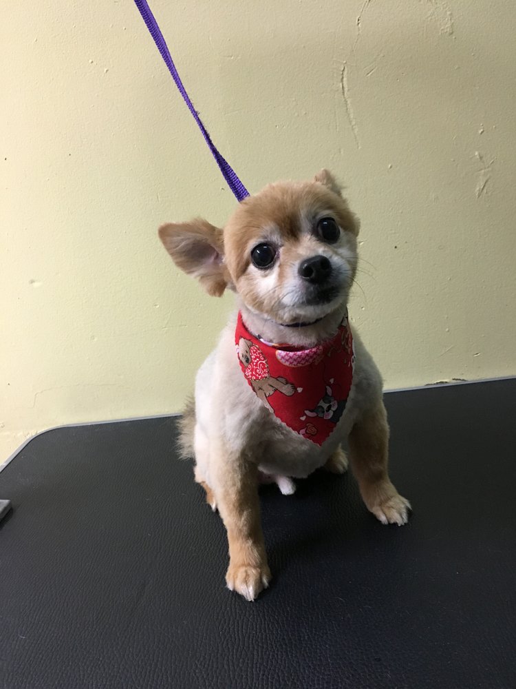 Golden Paws Spa & Grooming 68 Photos Pet Groomers 4367 ster