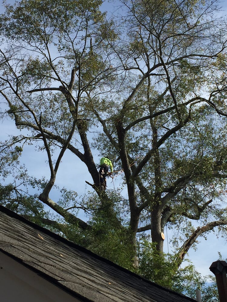 Aka Tree Removal 48 Photos 25 Reviews Services 2333 Aka Tree Removal 48 Photos 25 Reviews Services 2333 Peachtree Blvd Buford Ga Phone Number Last Updated December 12