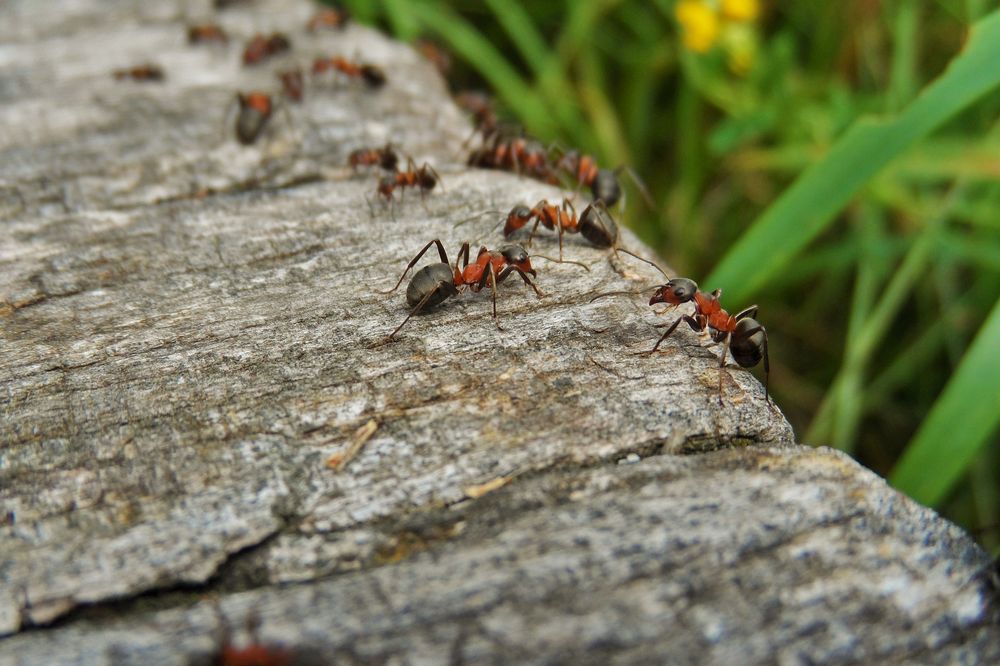 Nottingham Pest Control