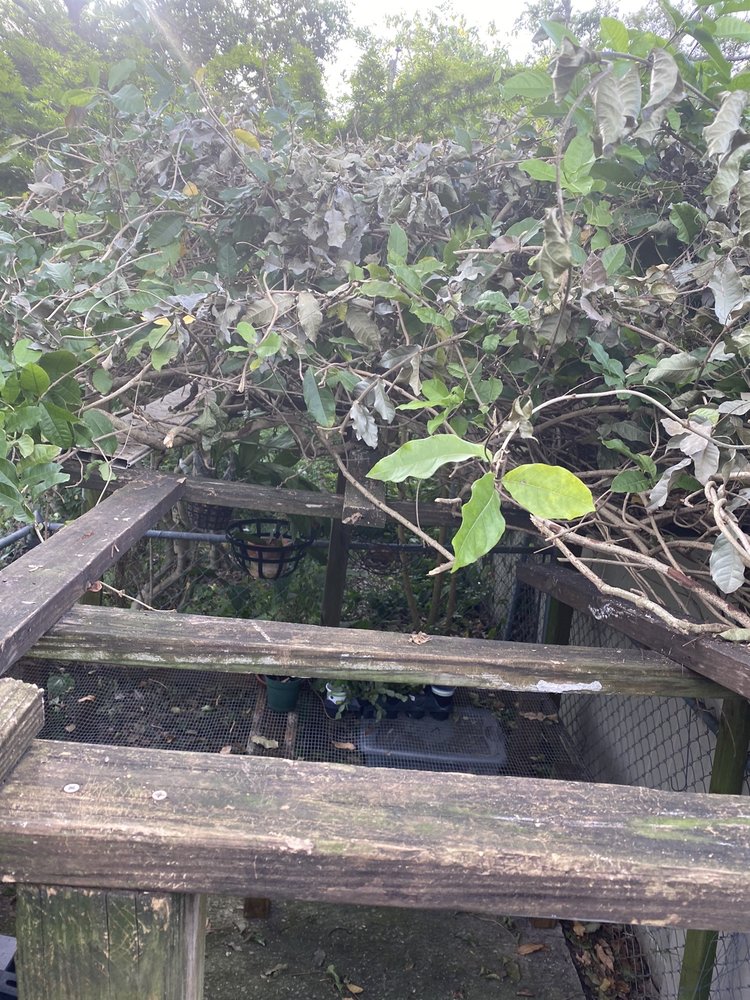 tree cutting lift rental near me Orlando, fl