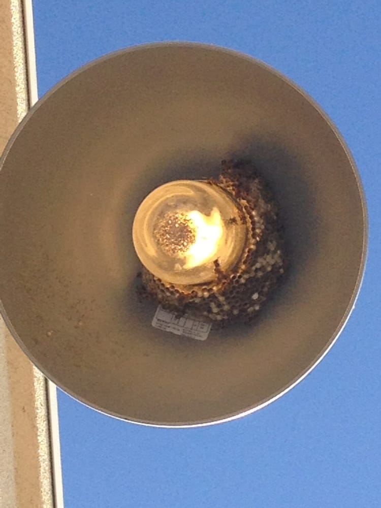 Lovely Wasp Nest In Light Fixture Outside The Main Door They May