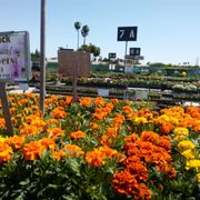 Green Thumb Nursery Ventura 86 Photos 101 Reviews Green Thumb Nursery Ventura 86 Photos 101 Reviews