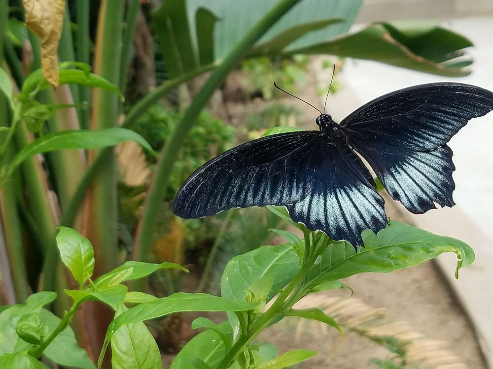 Philadelphia Insectarium & Butterfly Pavilion 36 Photos & 27 Reviews Children's Museums