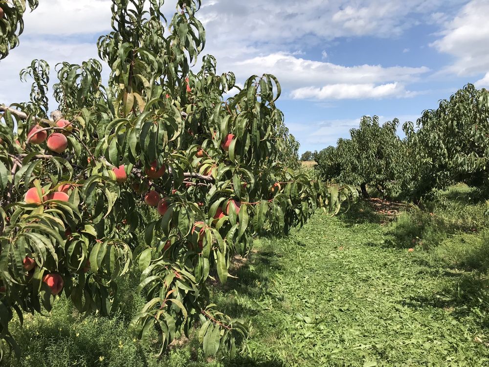 Green Acre Farms
