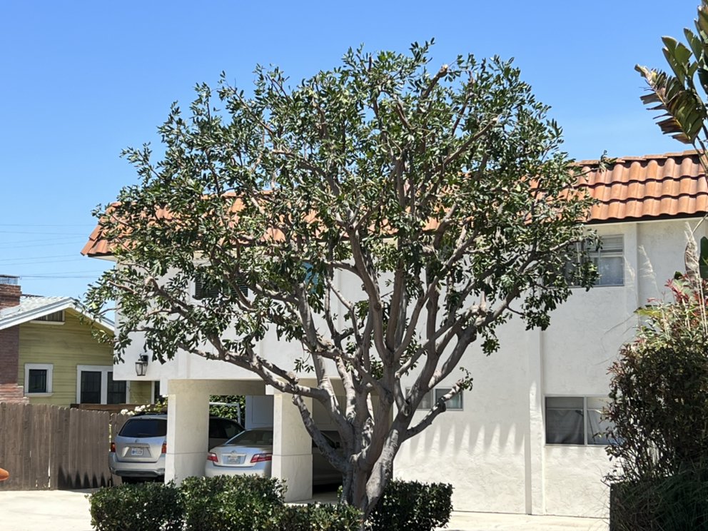 First Class Tree Service