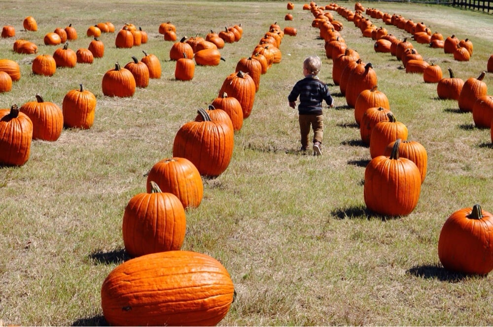 The Flower Mound Pumpkin Patch 65 Photos & 62 Reviews Local Flavor