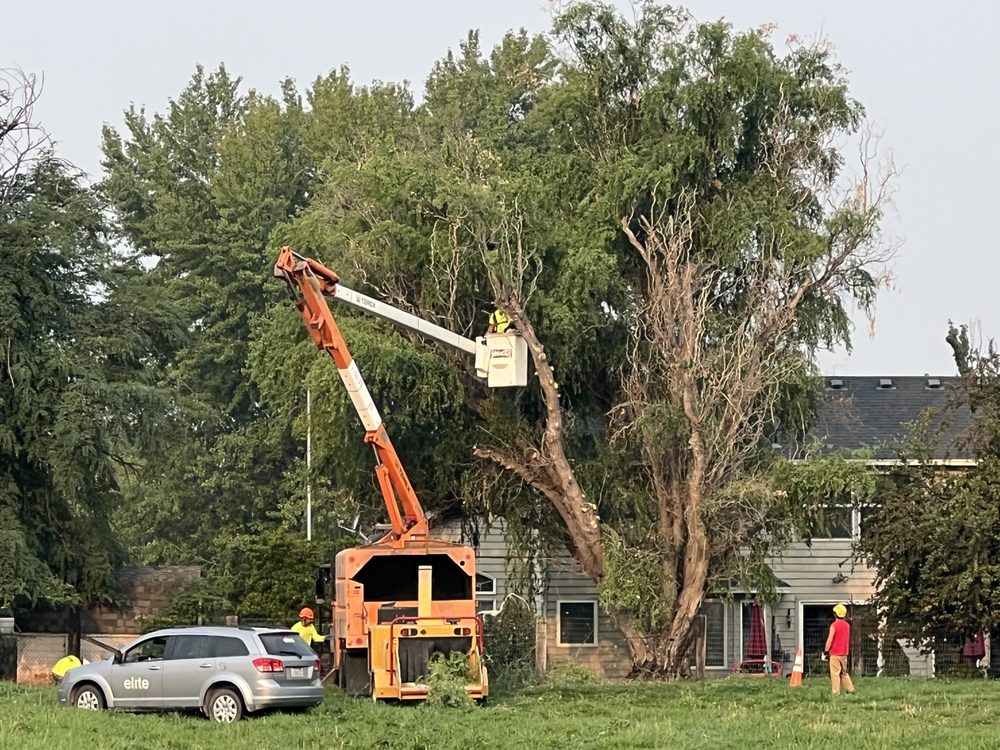 Elite Tree Service