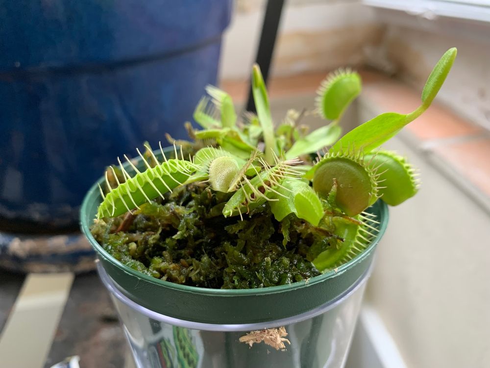 Veranda Plants & Gifts