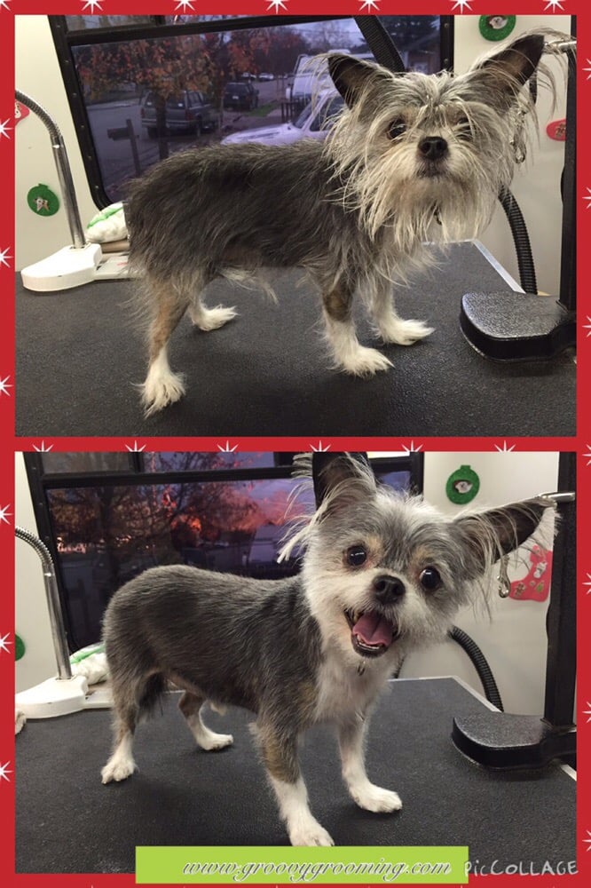 Groovy Grooming 20 Photos & 23 Reviews Pet Groomers Santa Rosa