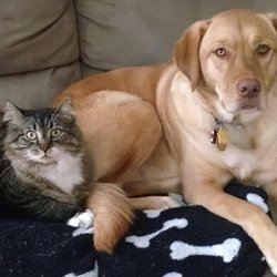 pet cremation staten island