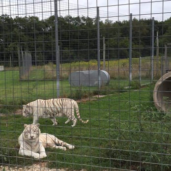wisconsin big cat rescue educational center 27 photos 16