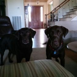 dog training charleston sc dog training charleston sc
